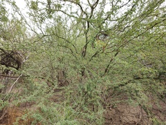 Parkinsonia praecox