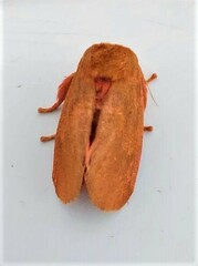 Anadiasa punctifascia