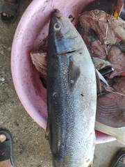 Seriola dumerili