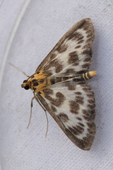 Anania hortulata