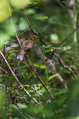 Passerina cyanea