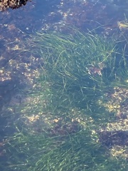 Zostera marina