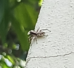 Menemerus bivittatus