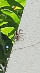 Menemerus bivittatus