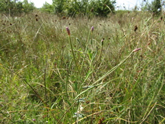 Epilobium parviflorum