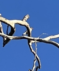 Coracina novaehollandiae