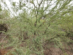 Parkinsonia praecox