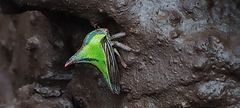 Umbonia