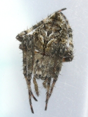 Eustala anastera