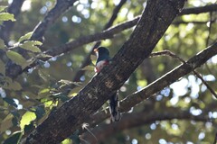 Trogon mexicanus