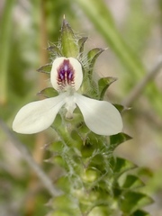 Tetramerium nervosum