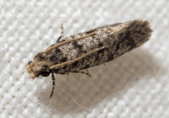 Amydria margoriella