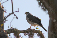 Accipiter madagascariensis