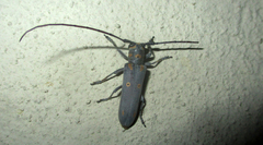 Prosopocera wahlbergi