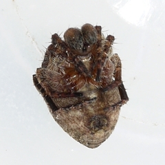 Eustala anastera
