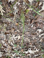 Chasmanthium sessiliflorum