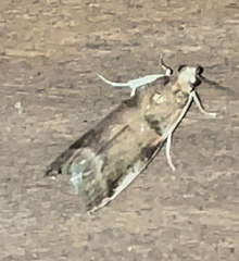 Acrobasis angusella