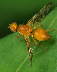 Acidia cognata