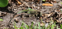 Ameiva ameiva