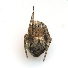 Eustala cepina