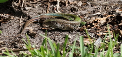 Ameiva ameiva