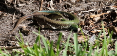 Ameiva ameiva