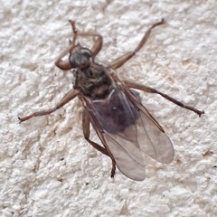 Pseudolynchia canariensis