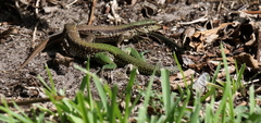 Ameiva ameiva