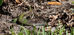 Ameiva ameiva