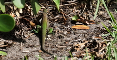 Ameiva ameiva