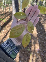 Carpinus caroliniana