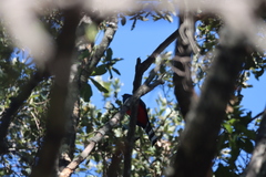 Trogon mexicanus