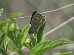 Lepidochrysops patricia