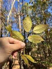 Carpinus caroliniana