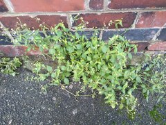 Galinsoga quadriradiata