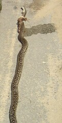 Chilabothrus strigilatus