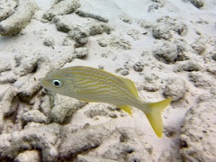 Haemulon flavolineatum