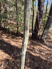 Carpinus caroliniana