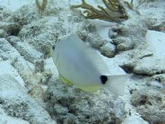Hypoplectrus unicolor