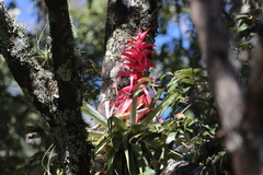 Aechmea bracteata