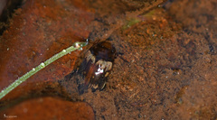 Hydroporus tessellatus