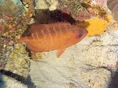 Heteropriacanthus cruentatus