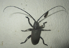 Ceroplesis ferrugator