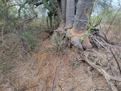 Yucca capensis