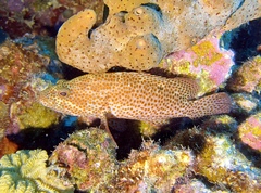 Cephalopholis cruentata