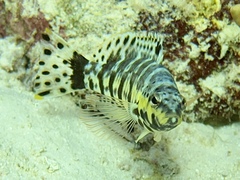 Serranus tigrinus