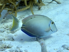 Acanthurus tractus