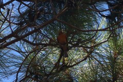 Mitrephanes phaeocercus