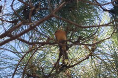 Mitrephanes phaeocercus