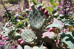 Opuntia lagunae